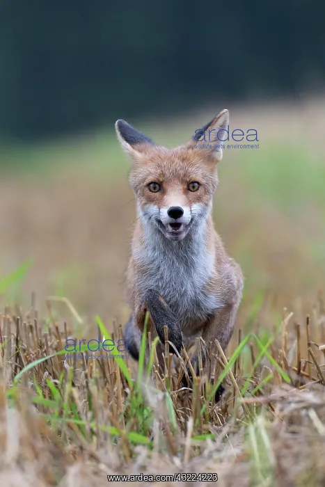 : Red fox (Vulpes vulpes) in a stubble field, Bitburg : Red fox (Vulpes vulpes) in a stubble field, Bitburg