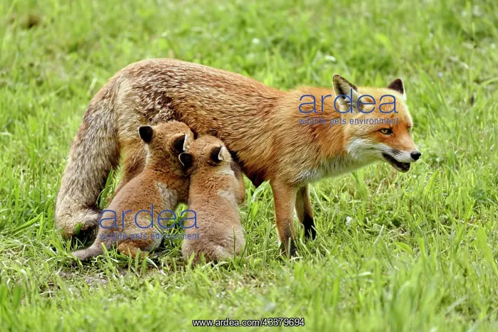 : Two red fox (Vulpes vulpes), sucking mother's milk : Two red fox (Vulpes vulpes), sucking mother's milk