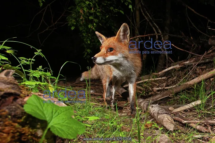 : Red fox (Vulpes vulpes), Thuringia, Germany, Europe : Red fox (Vulpes vulpes), Thuringia, Germany, Europe