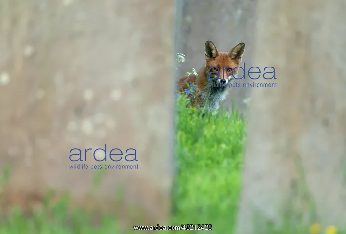 : Red fox (Vulpes vulpes) amongst tombstones, England : Red fox (Vulpes vulpes) amongst tombstones, England