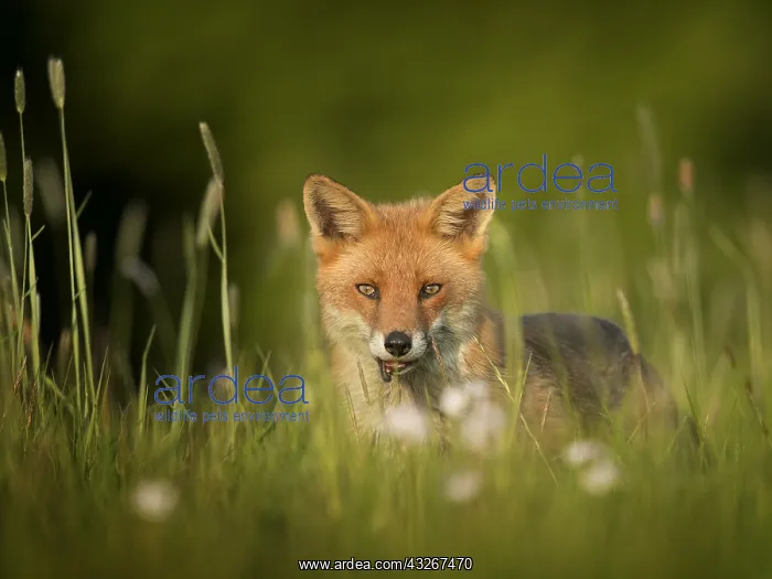  : A Red Fox (Vulpes vulpes) Vixen approaches in the