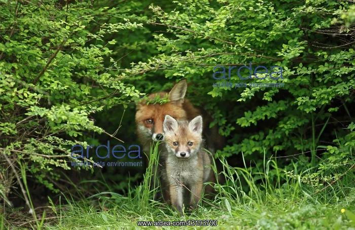 : Red fox (Vulpes vulpes), vixen with kit, Bad Hersfeld : Red fox (Vulpes vulpes), vixen with kit, Bad Hersfeld