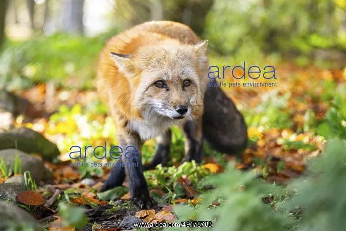 : Red fox (Vulpes vulpes) walking in a forest in autumn : Red fox (Vulpes vulpes) walking in a forest in autumn