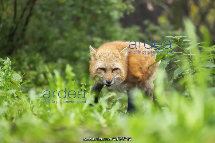 : Red fox (Vulpes vulpes) walking in a forest in autumn : Red fox (Vulpes vulpes) walking in a forest in autumn