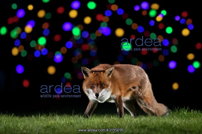 : Red fox (Vulpes vulpes) walking in a meadow near : Red fox (Vulpes vulpes) walking in a meadow near