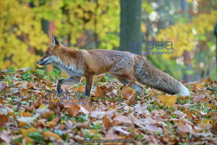 : Red fox (Vulpes vulpes), walking through old Jew : Red fox (Vulpes vulpes), walking through old Jew