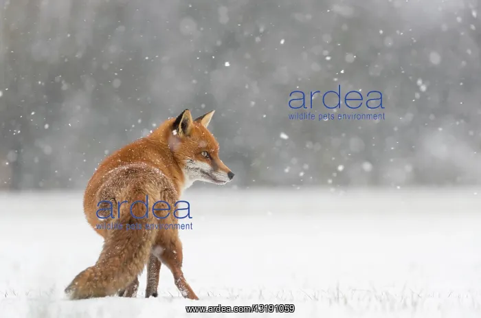 : Red fox (Vulpes vulpes) walking in a snow covered : Red fox (Vulpes vulpes) walking in a snow covered