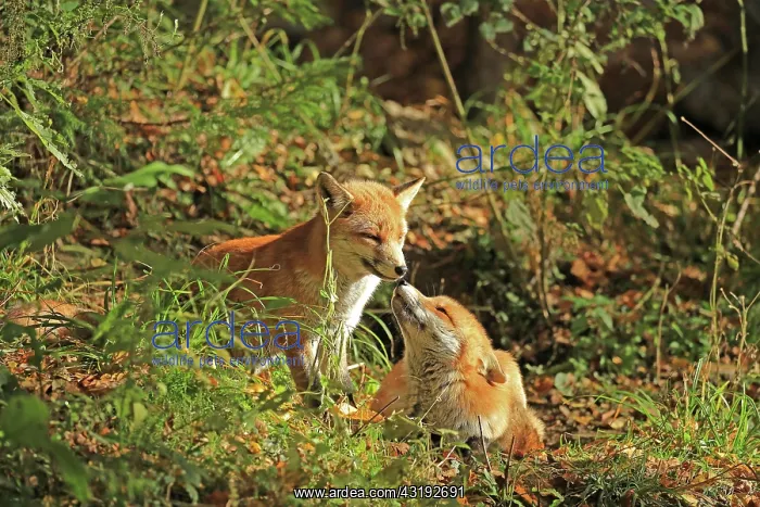 : Red fox (Vulpes vulpes), Warstein, North Rhine-Westphalia : Red fox (Vulpes vulpes), Warstein, North Rhine-Westphalia