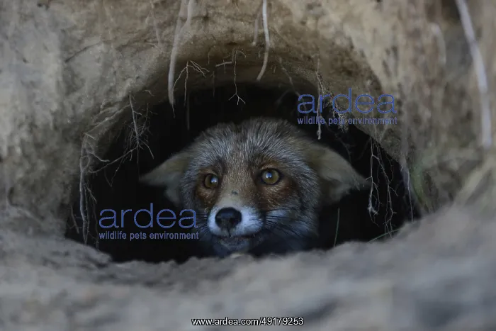 : Red Fox (Vulpes vulpes) watching out of its fox's den : Red Fox (Vulpes vulpes) watching out of its fox's den
