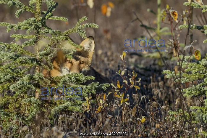 : Red Fox (Vulpes vulpes) watching from behind spruce : Red Fox (Vulpes vulpes) watching from behind spruce