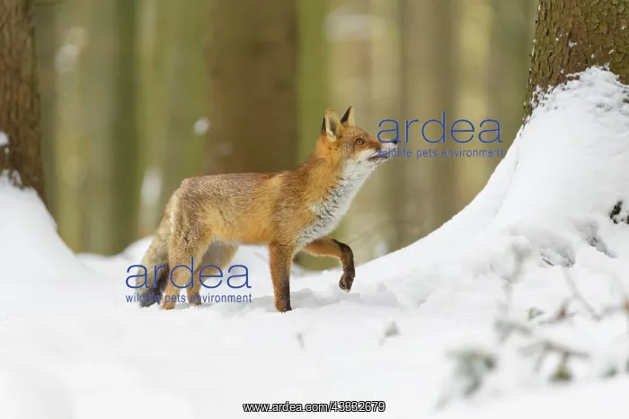: Red Fox (Vulpes vulpes), in winter : Red Fox (Vulpes vulpes), in winter