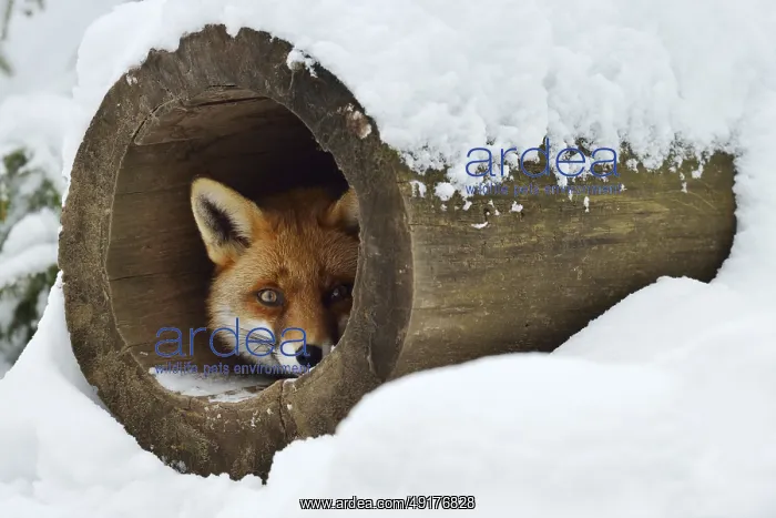 : Red fox (Vulpes vulpes) in winter : Red fox (Vulpes vulpes) in winter
