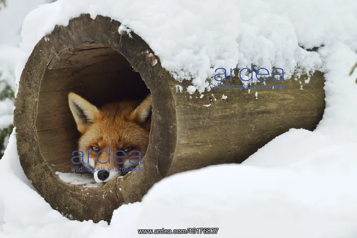 : Red fox (Vulpes vulpes) in winter : Red fox (Vulpes vulpes) in winter