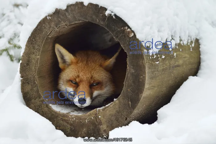 : Red fox (Vulpes vulpes) in winter : Red fox (Vulpes vulpes) in winter