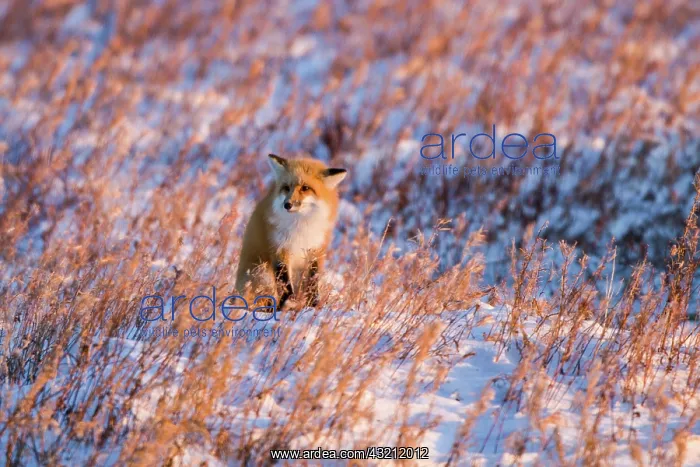 : Red Fox (Vulpes vulpes) in winter Churchill : Red Fox (Vulpes vulpes) in winter Churchill