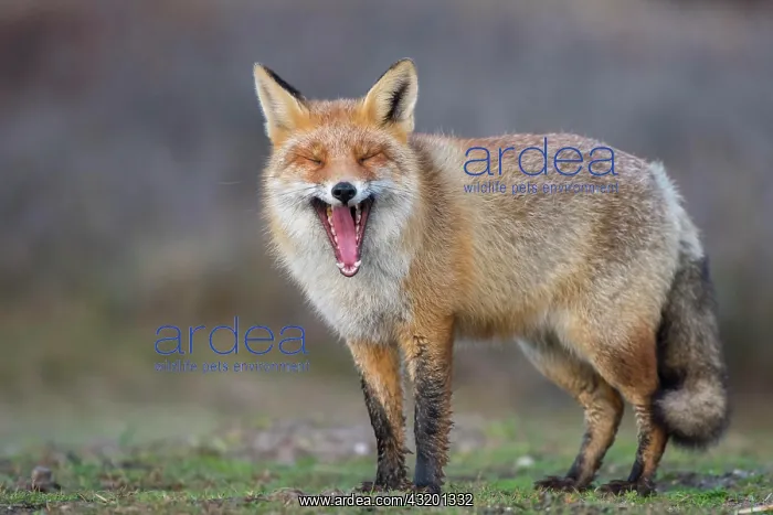 : Red fox (Vulpes vulpes) in winter coat with opened : Red fox (Vulpes vulpes) in winter coat with opened