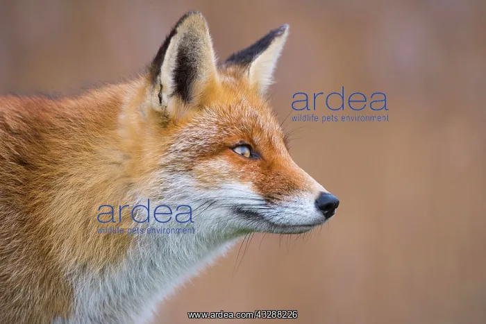: Red fox (Vulpes vulpes) in winter coat, portrait : Red fox (Vulpes vulpes) in winter coat, portrait