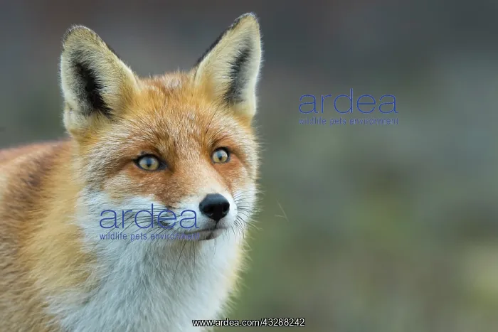 : Red fox (Vulpes vulpes) in winter coat, portrait : Red fox (Vulpes vulpes) in winter coat, portrait