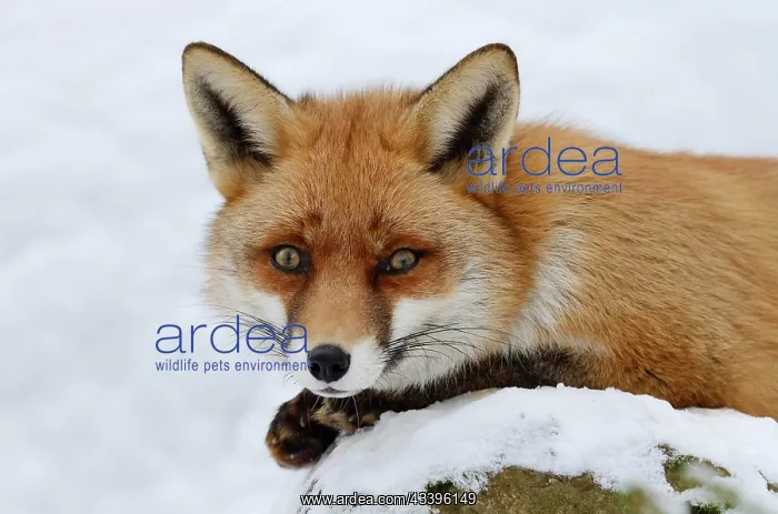 : Red fox (Vulpes vulpes) in winter, Saxony, Germany : Red fox (Vulpes vulpes) in winter, Saxony, Germany