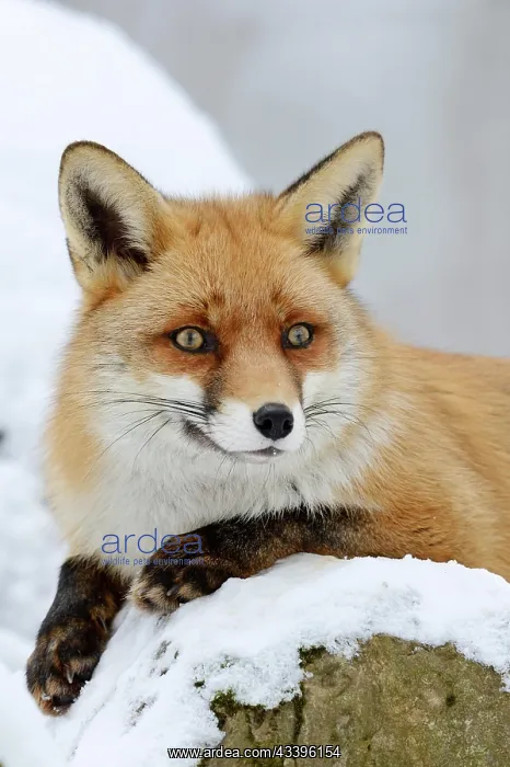 : Red fox (Vulpes vulpes) in winter, Saxony, Germany : Red fox (Vulpes vulpes) in winter, Saxony, Germany
