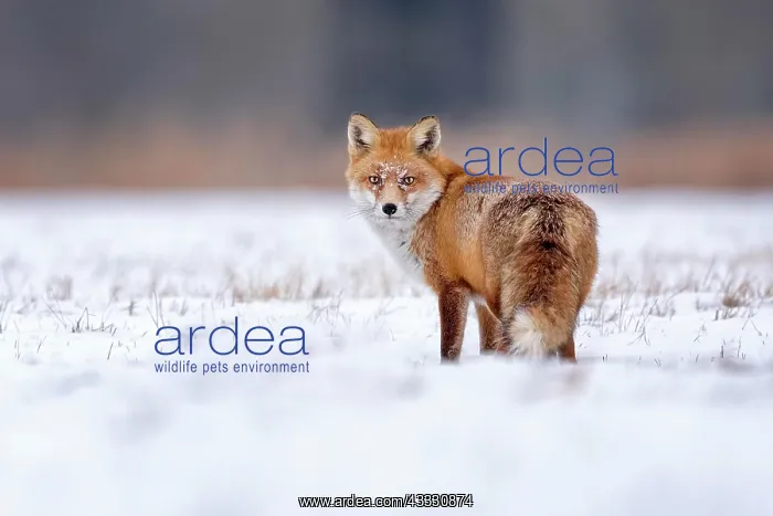 : Red fox (Vulpes vulpes), in winter, winter coat : Red fox (Vulpes vulpes), in winter, winter coat