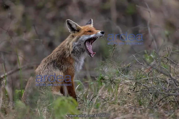  : Red fox (Vulpes vulpes) yawning, Lusatia, Saxony
