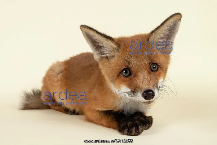 : Red fox (Vulpes vulpes), young animal, crouching : Red fox (Vulpes vulpes), young animal, crouching