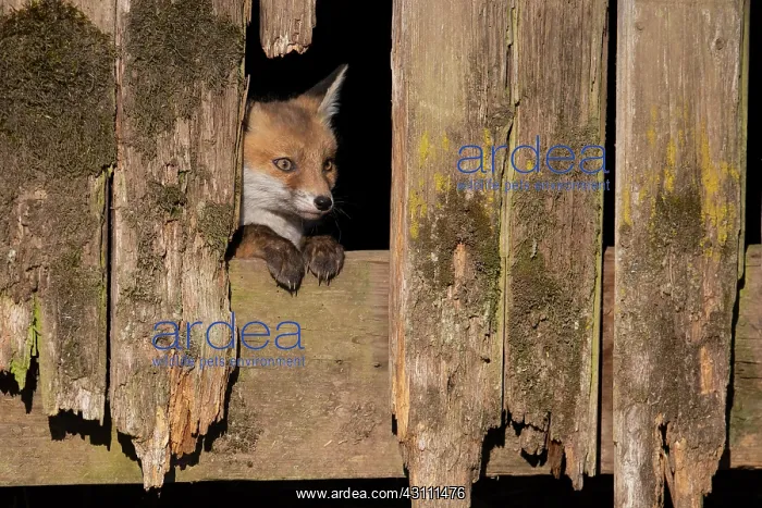 : Red fox (Vulpes vulpes), young animal looks out : Red fox (Vulpes vulpes), young animal looks out