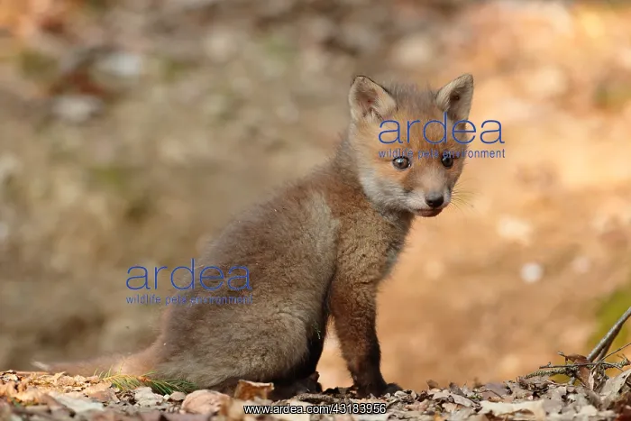 : Red fox (Vulpes vulpes), Young, Ardennes, Belgium : Red fox (Vulpes vulpes), Young, Ardennes, Belgium