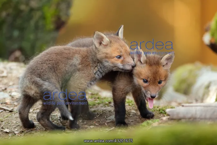 : Red fox (Vulpes vulpes), Young, Ardennes, Belgium : Red fox (Vulpes vulpes), Young, Ardennes, Belgium