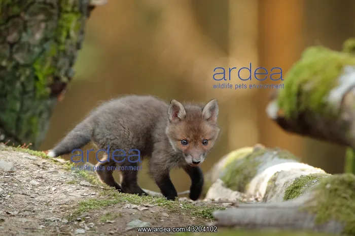 : Red fox (Vulpes vulpes), Young, Ardennes, Belgium : Red fox (Vulpes vulpes), Young, Ardennes, Belgium