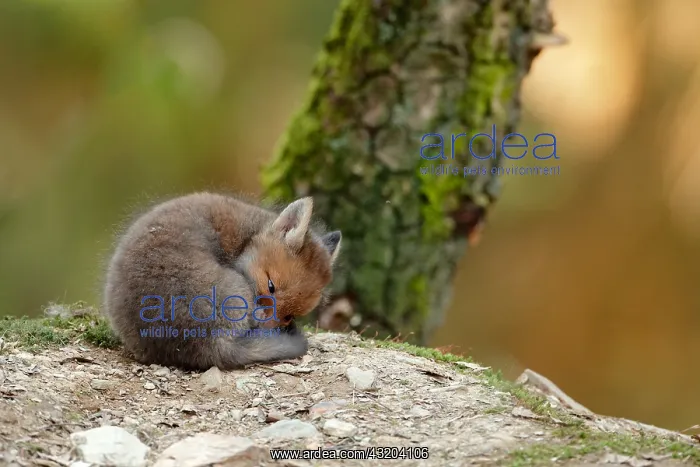 : Red fox (Vulpes vulpes), Young, Ardennes, Belgium : Red fox (Vulpes vulpes), Young, Ardennes, Belgium