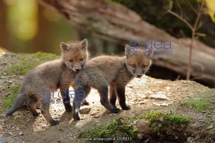 : Red fox (Vulpes vulpes), Young, Ardennes, Belgium : Red fox (Vulpes vulpes), Young, Ardennes, Belgium