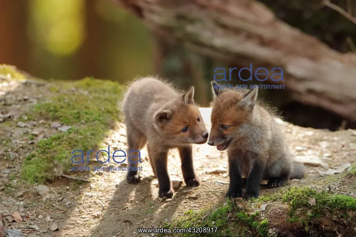 : Red fox (Vulpes vulpes), Young, Ardennes, Belgium : Red fox (Vulpes vulpes), Young, Ardennes, Belgium