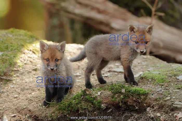 : Red fox (Vulpes vulpes), Young, Ardennes, Belgium : Red fox (Vulpes vulpes), Young, Ardennes, Belgium