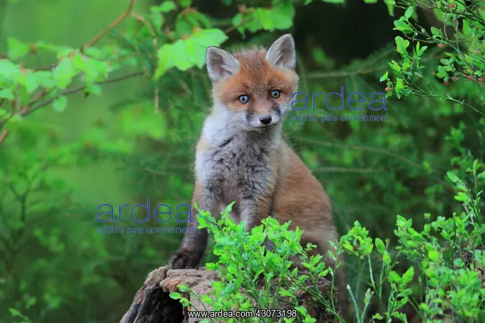: Red fox (Vulpes vulpes) young among the blueberry : Red fox (Vulpes vulpes) young among the blueberry
