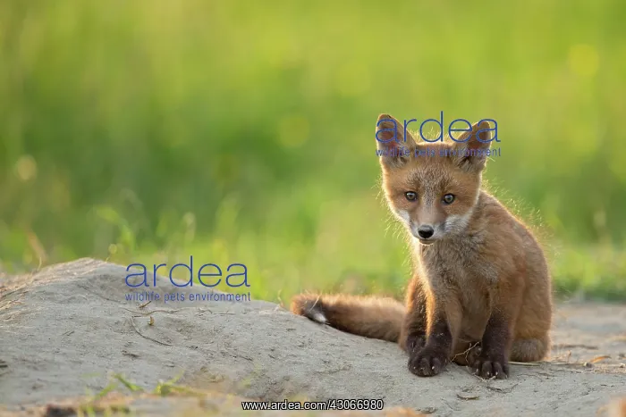 : Red fox (Vulpes vulpes ) young, Country Fribourg : Red fox (Vulpes vulpes ) young, Country Fribourg