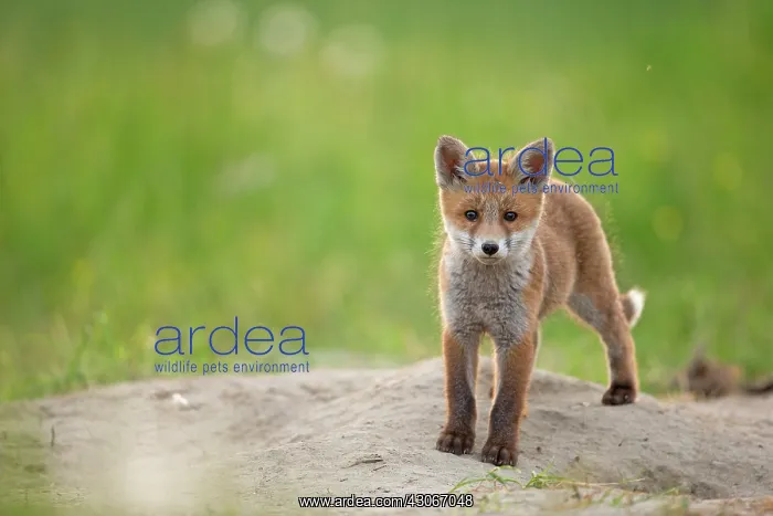: Red fox (Vulpes vulpes ) young, Country Fribourg : Red fox (Vulpes vulpes ) young, Country Fribourg