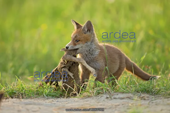 : Red fox (Vulpes vulpes ) young eating, Country : Red fox (Vulpes vulpes ) young eating, Country