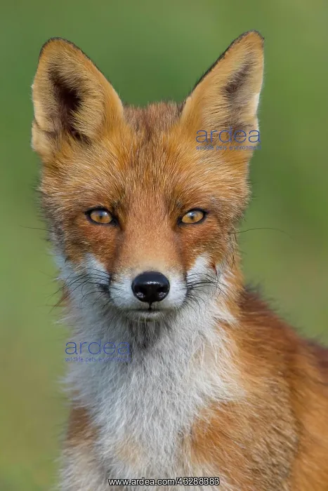 : Red fox (Vulpes vulpes), Young fox, Portrait, Netherlands : Red fox (Vulpes vulpes), Young fox, Portrait, Netherlands