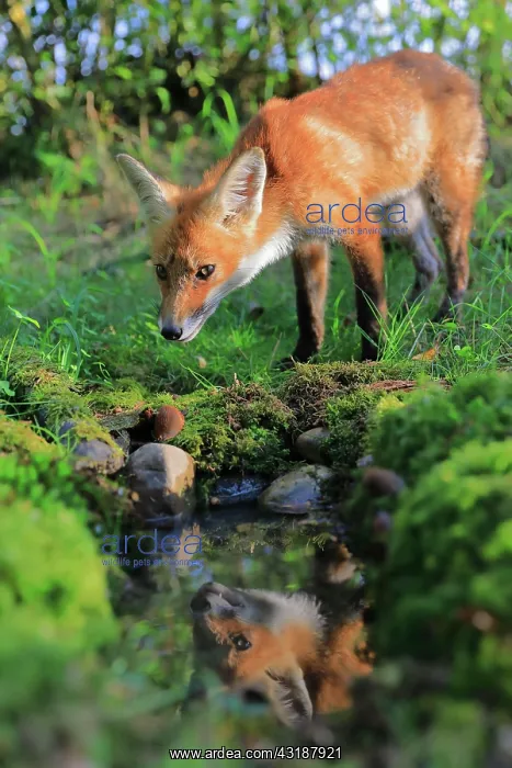 : Red fox (Vulpes vulpes), young fox drinks water : Red fox (Vulpes vulpes), young fox drinks water