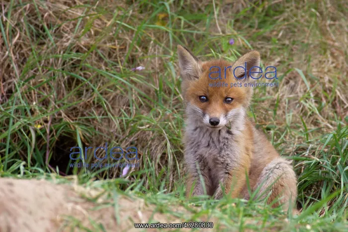 : Red fox (Vulpes vulpes), young fox at fox's den : Red fox (Vulpes vulpes), young fox at fox's den