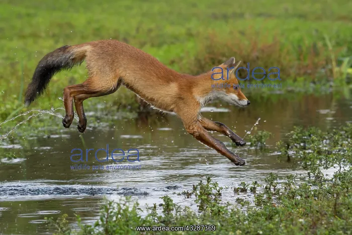 : Red fox (Vulpes vulpes), Young fox jumps over a : Red fox (Vulpes vulpes), Young fox jumps over a