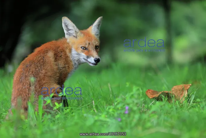 : Red fox (Vulpes vulpes), young fox sitting in the : Red fox (Vulpes vulpes), young fox sitting in the