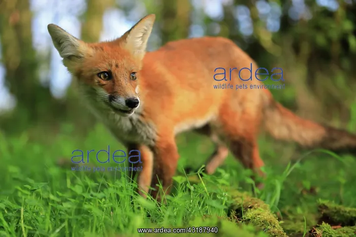 : Red fox (Vulpes vulpes), young fox standing on grass : Red fox (Vulpes vulpes), young fox standing on grass