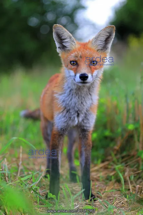 : Red fox (Vulpes vulpes), young fox standing in harvested : Red fox (Vulpes vulpes), young fox standing in harvested