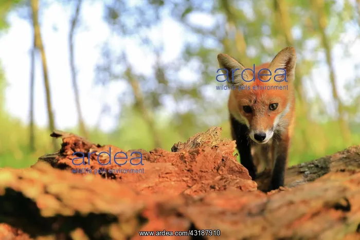 : Red fox (Vulpes vulpes), young fox on tree trunks : Red fox (Vulpes vulpes), young fox on tree trunks