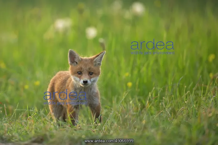 : Red fox (Vulpes vulpes ) young in grass, Country : Red fox (Vulpes vulpes ) young in grass, Country