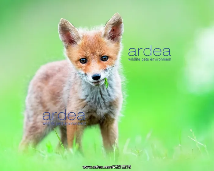 : Red fox (Vulpes vulpes) young in the grass, Slovakia : Red fox (Vulpes vulpes) young in the grass, Slovakia