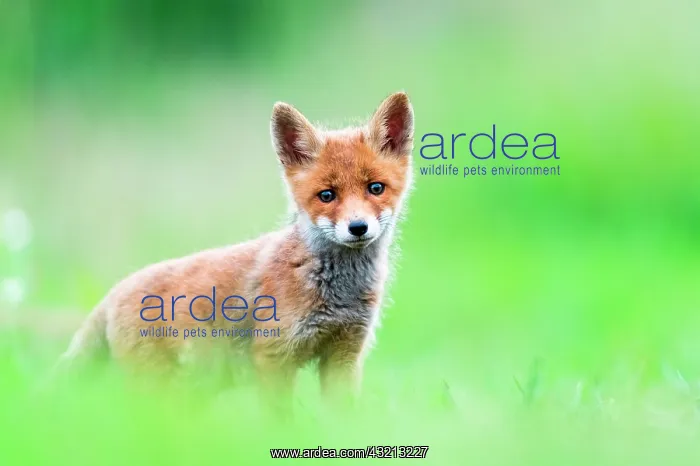 : Red fox (Vulpes vulpes) young in the grass, Slovakia : Red fox (Vulpes vulpes) young in the grass, Slovakia